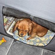 Cavalier king charles spaniel Felix