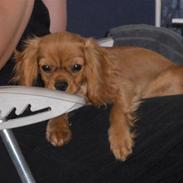 Cavalier king charles spaniel Felix