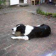 Border collie Silja