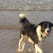 Border collie Silja