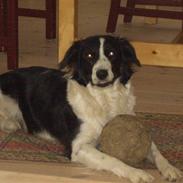 Border collie Silja