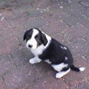 Border collie Silja
