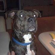 Amerikansk staffordshire terrier Tiger