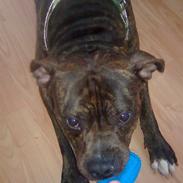 Amerikansk staffordshire terrier Tiger