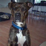 Amerikansk staffordshire terrier Tiger