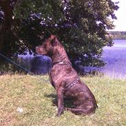 Amerikansk staffordshire terrier Tiger