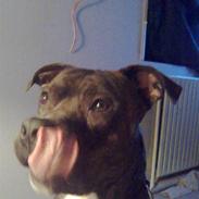 Amerikansk staffordshire terrier Tiger