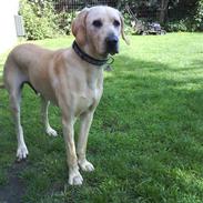 Blanding af racer Balou