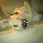 Blanding af racer Balou
