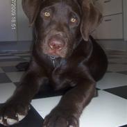 Labrador retriever Taz