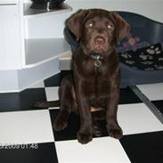 Labrador retriever Taz