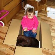 Labrador retriever Taz