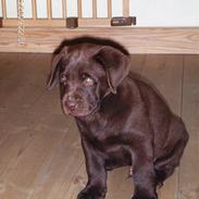 Labrador retriever Taz