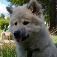 Eurasier Asklunds Charming Cliff