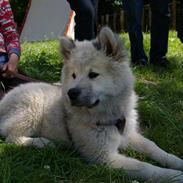 Eurasier Asklunds Charming Cliff