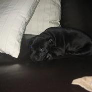 Staffordshire bull terrier Abby