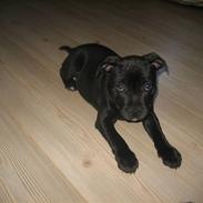 Staffordshire bull terrier Abby