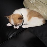 Blanding af racer Lucy