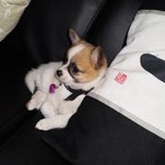 Blanding af racer Lucy