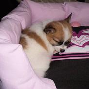 Blanding af racer Lucy