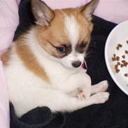 Blanding af racer Lucy