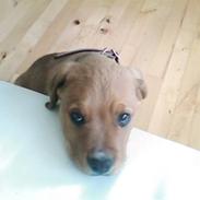 Blanding af racer Simba