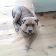 Blanding af racer Simba