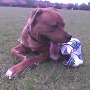 Blanding af racer Simba