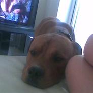 Blanding af racer Simba