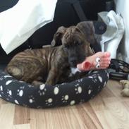 Blanding af racer Balto savn! †R.I.P† 