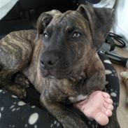 Blanding af racer Balto savn! †R.I.P† 