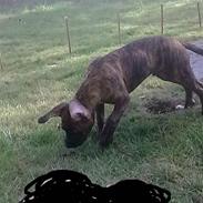 Blanding af racer Balto savn! †R.I.P† 