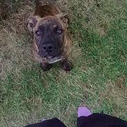 Blanding af racer Balto savn! †R.I.P† 