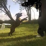 Blanding af racer Balto savn! †R.I.P† 