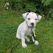 Amerikansk bulldog Chili