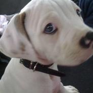 Amerikansk bulldog Chili