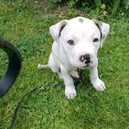 Amerikansk bulldog Chili