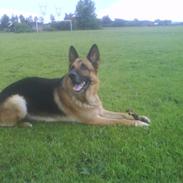 Schæferhund Canto
