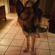 Schæferhund Canto