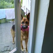 Schæferhund Canto