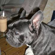 Fransk bulldog Armani