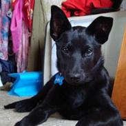 Australsk kelpie Milla - RIP maj 2011