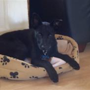 Australsk kelpie Milla - RIP maj 2011