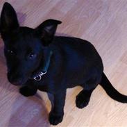 Australsk kelpie Milla - RIP maj 2011