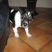 Jack russell terrier Freddi Diesel Skovgaard