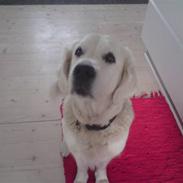 Golden retriever Mille