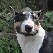 Bullterrier miniature Elton