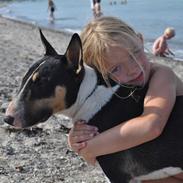 Bullterrier miniature Elton