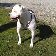 Amerikansk bulldog Freja