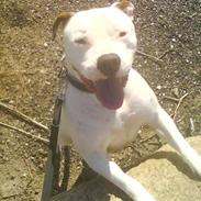 Amerikansk bulldog Freja